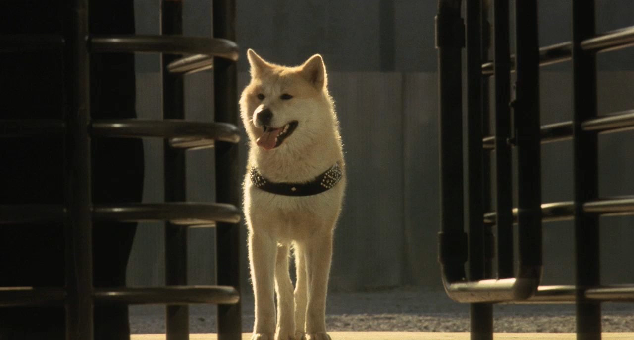 Хатико роли. Хатико 1987. Хатико самый верный друг. Собака Хатико.